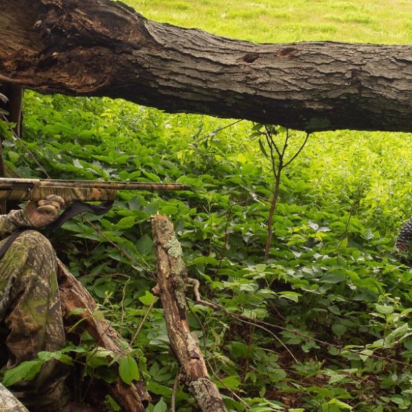 avian-x lcd decoy review