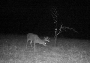 scrape stick licking branch system