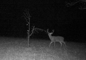 awesome big buck trail camera photo
