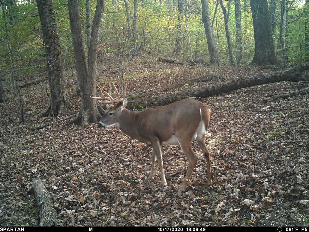 big west virginia buck