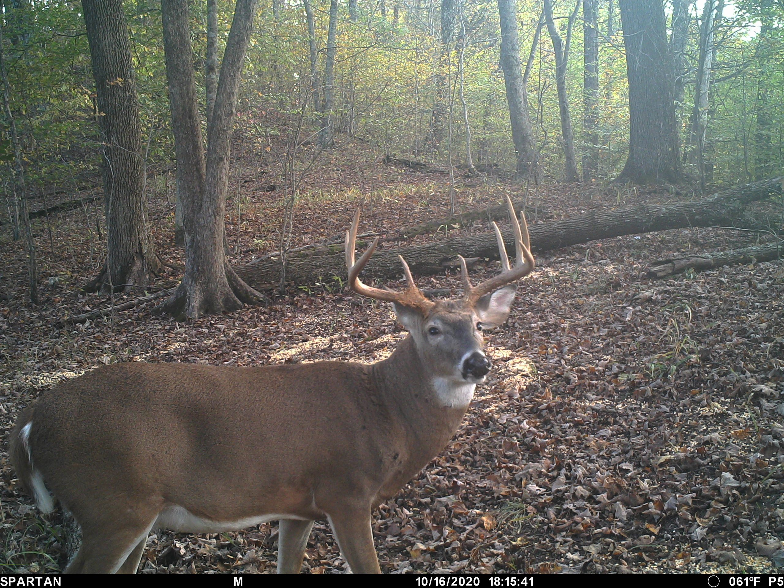 logan county wv hunting