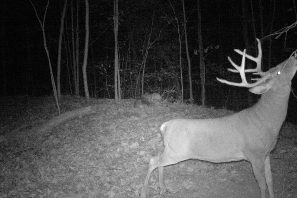 best way to kill a mature buck