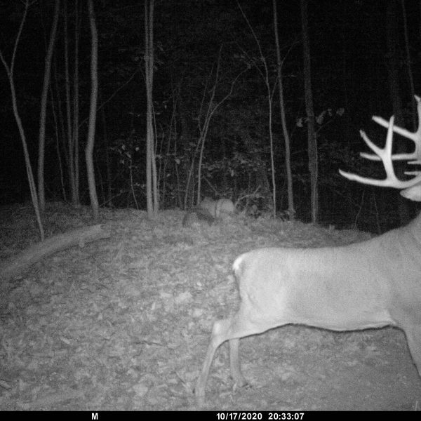 best way to kill a mature buck