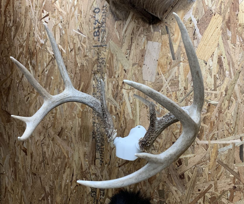 best way to display shed antlers