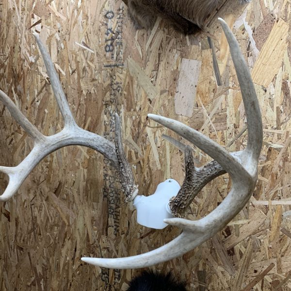 best way to display shed antlers