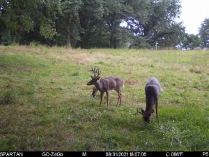 urban deer hunting