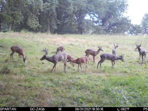 huge deer herd early season