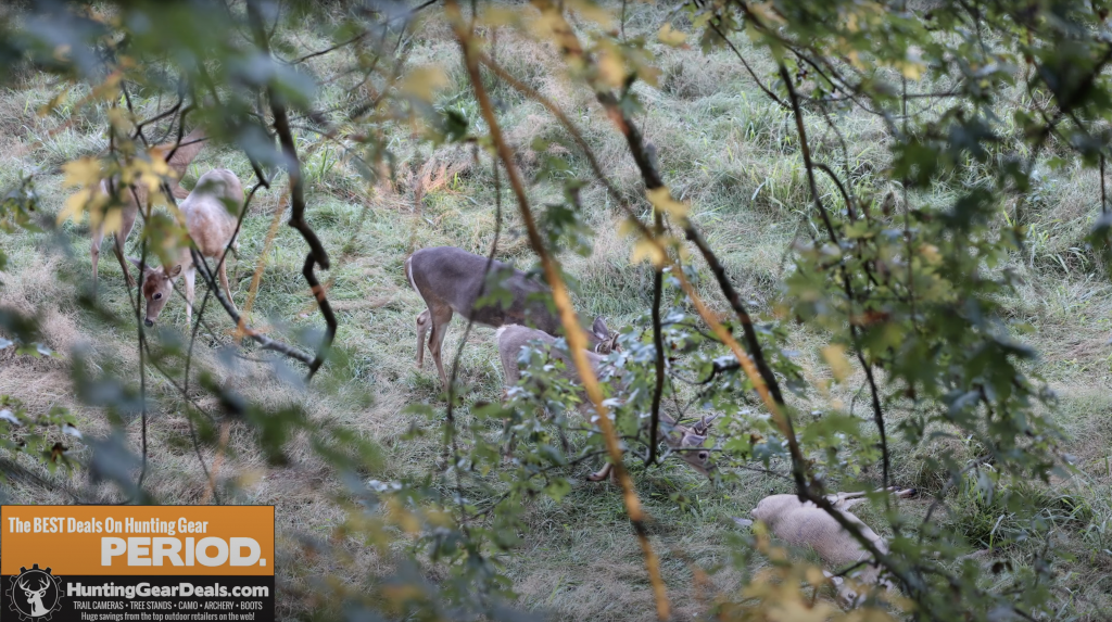 deer reacting to a dead deer