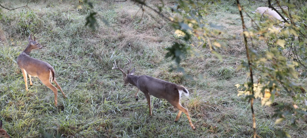 velvet deer hunting strategy