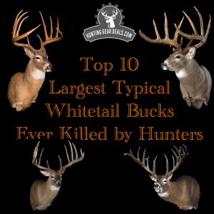 biggest typical whitetail bucks ever