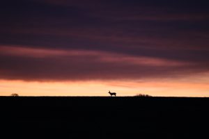 pretty deer sunset pic