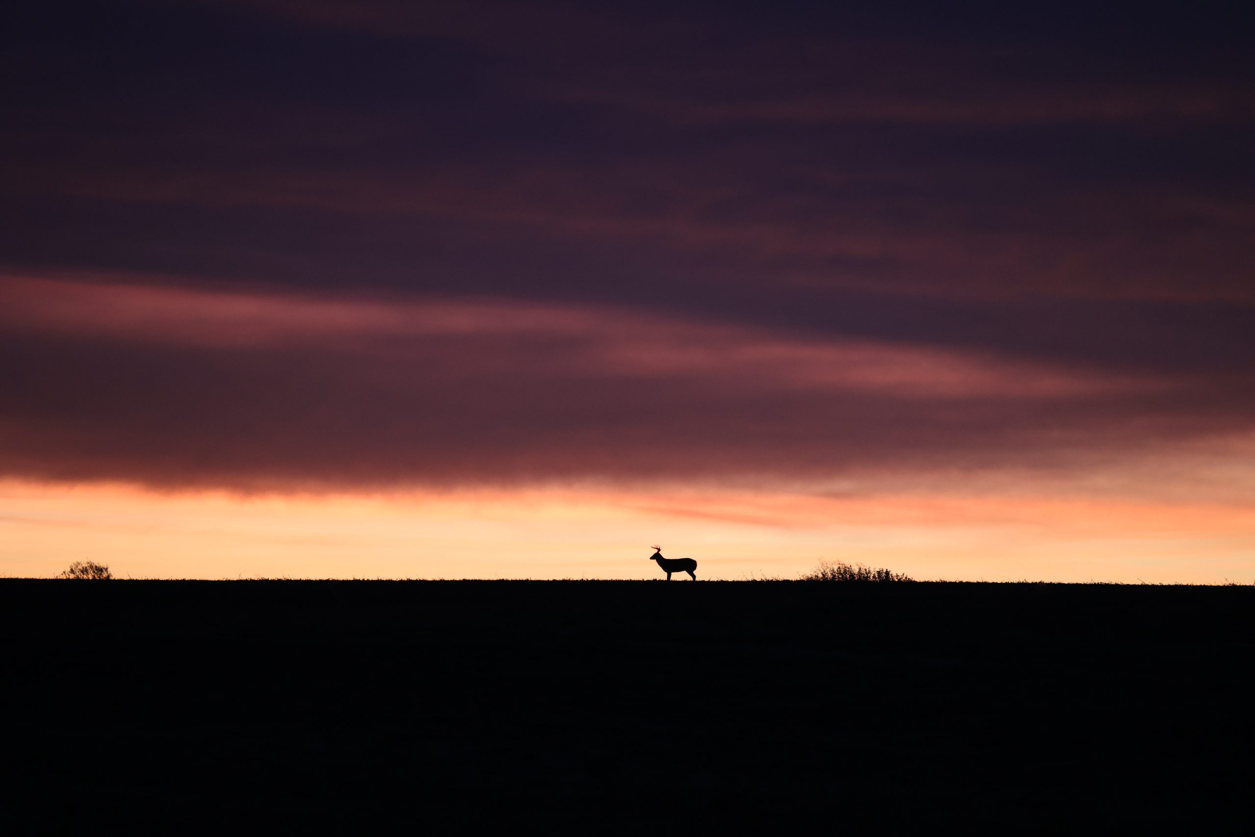 pretty deer sunset pic