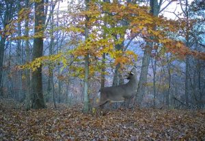 best way to find bucks
