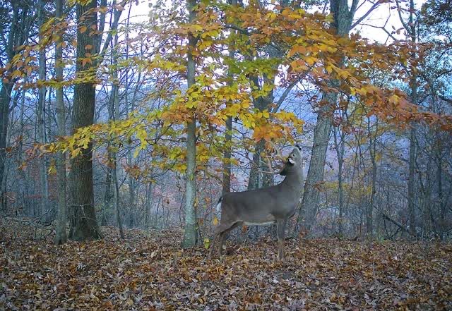 best way to find bucks