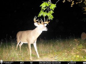 deer only hit scrapes at night