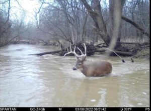 will deer cross a river