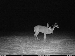 do big buck produce the best fawns