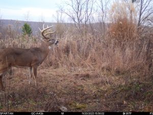 how good can deer heear