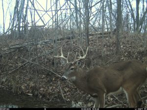 can you hunt deer around water