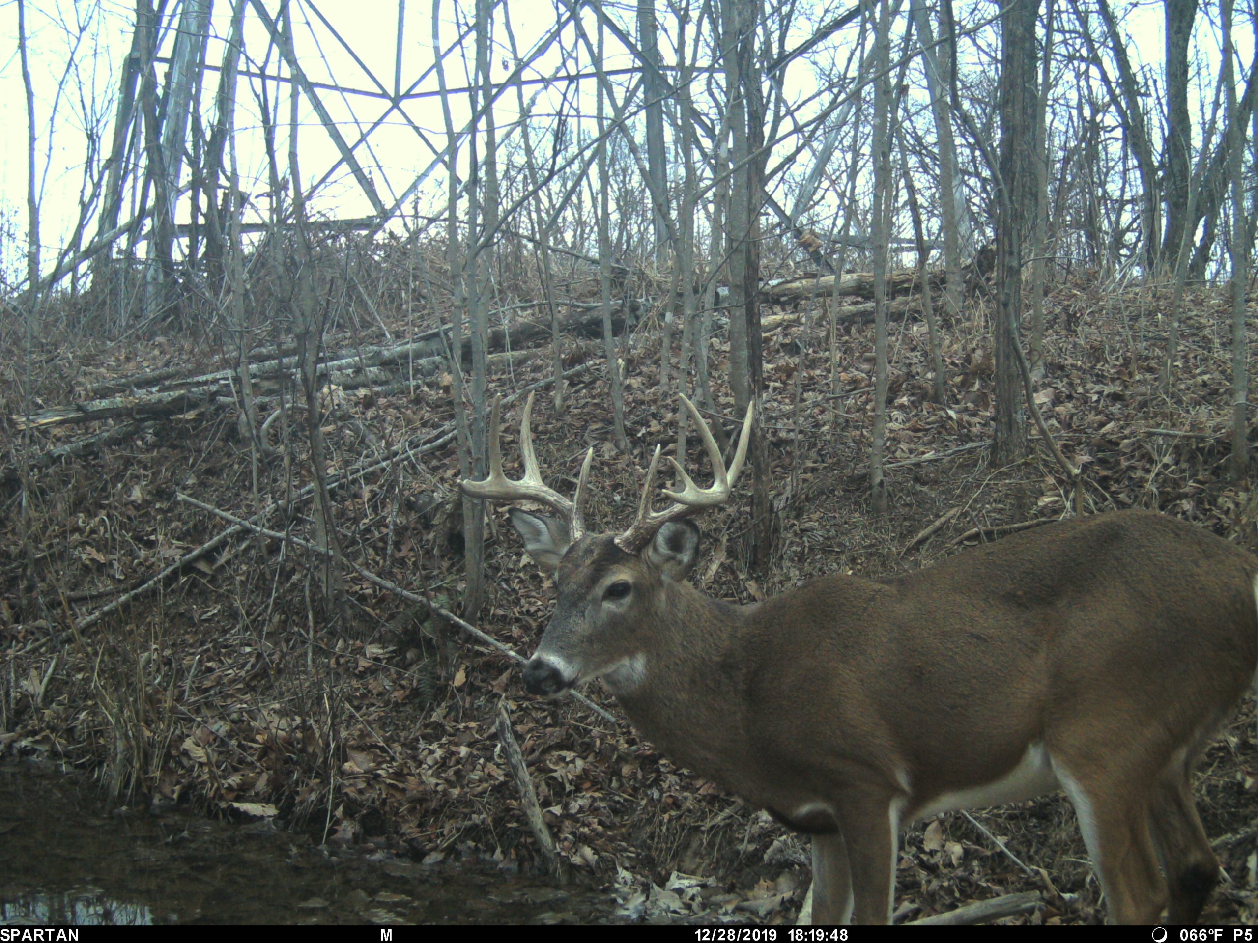 can you hunt deer around water