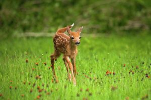 whitetail fawn