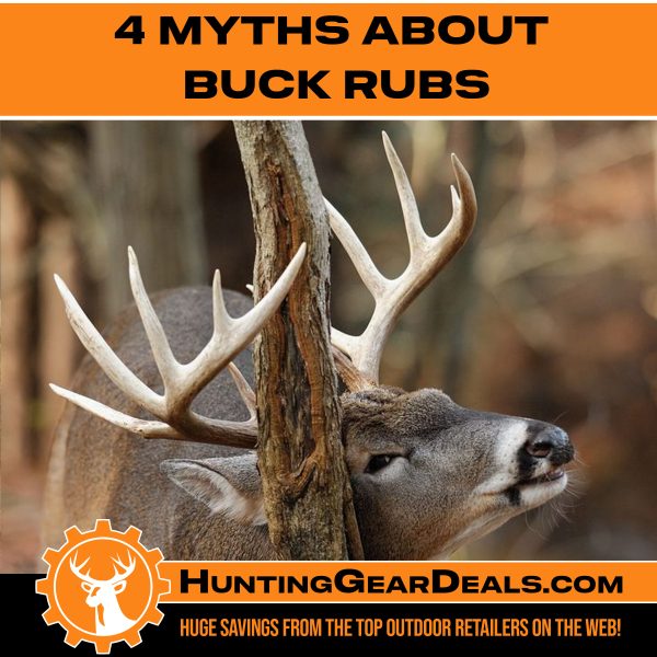 whitetail buck rub facts