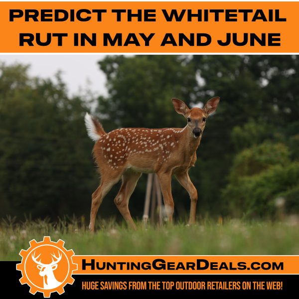 how to Predict the Whitetail Rut in May and June