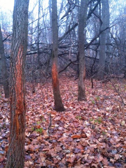 4 Myths About Buck Rubs - Hunting Gear Deals