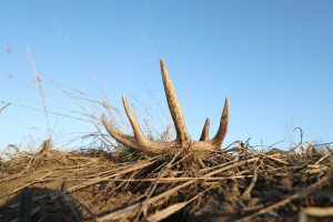 public land shed hunting
