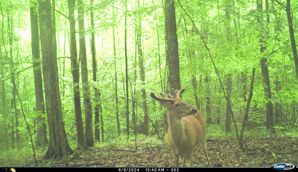cuddeback cuddelink L-series trail camera photos