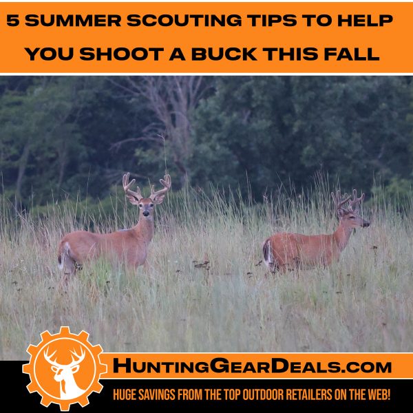 summer scouting tips for deer