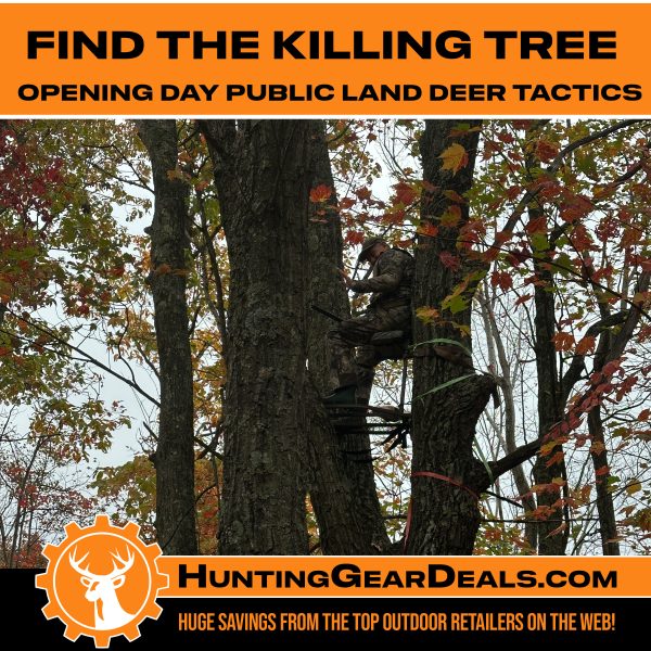 best tree to hunt from