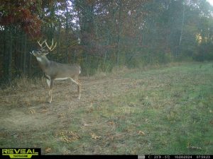 trail camera deer