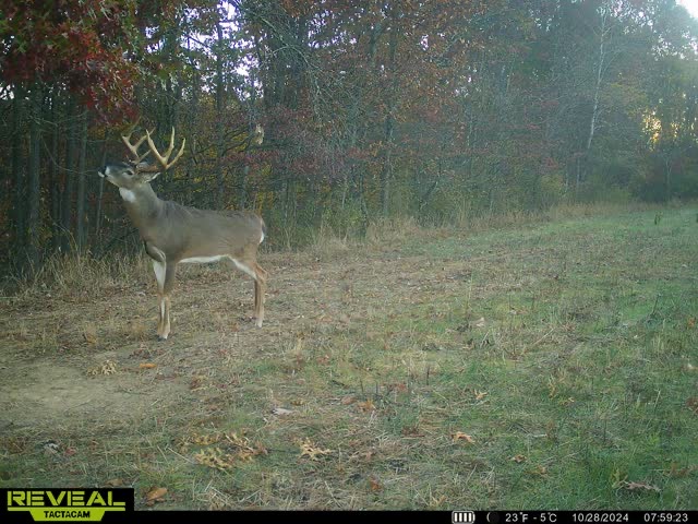 trail camera deer