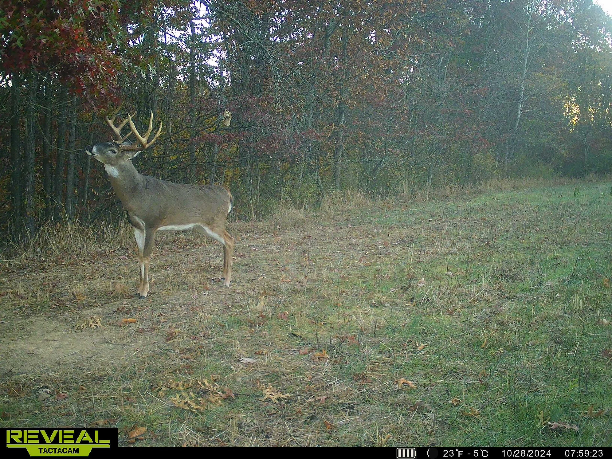 big whitetail making a scrape