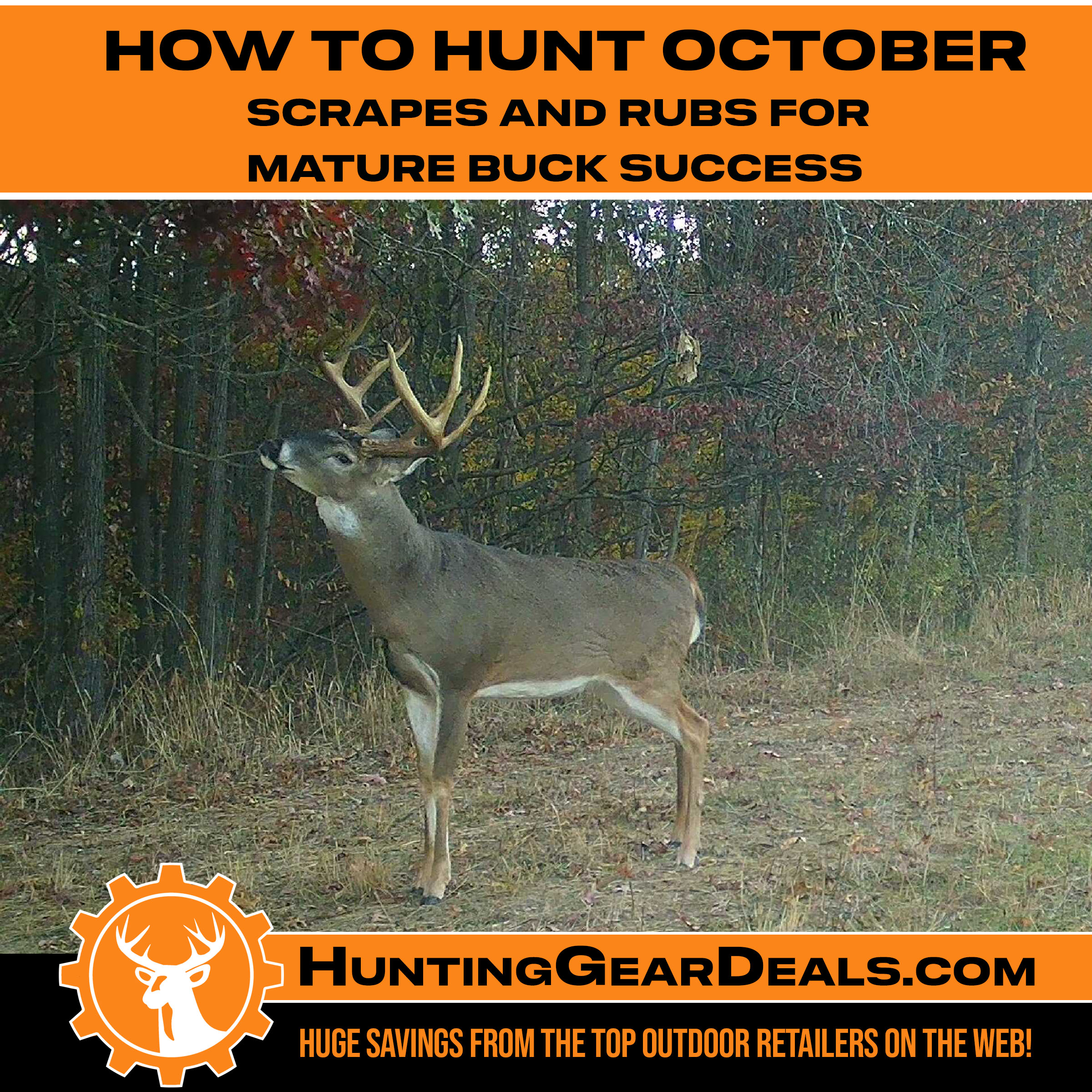 How to Hunt October Scrapes and Rubs for Mature Buck Success